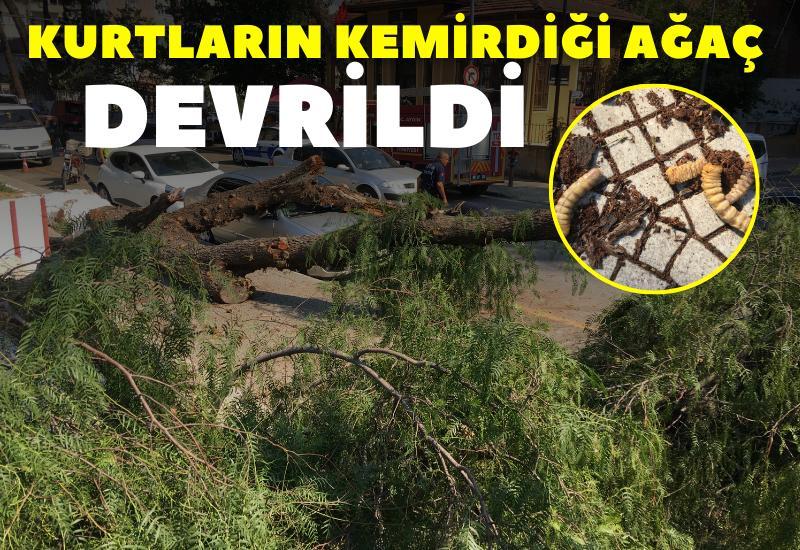 Aydın'da kurtların kemirdiği ağaç devrildi