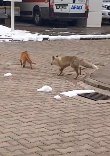 MAHALLENİN MASKOTU TİLKİ 'BONCUK' İLE KEDİNİN OYUNU KAMERALARA YANSIDI