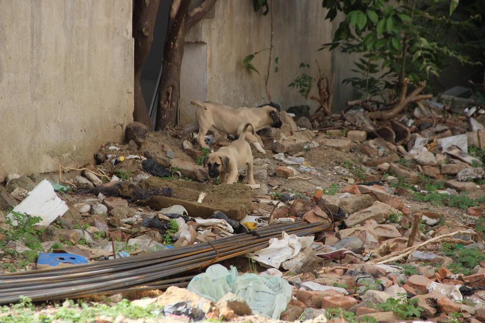 ARABASIYLA KÖPEĞİN ÜZERİNDEN GEÇEN ADAM GÖZALTINA ALINDI