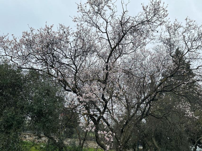 DOĞUDA KAR AYDIN'DA BAHAR