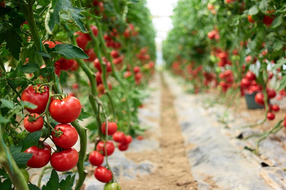 Ege’nin tarım ürünleri ihracatı 7,5 milyar doları aştı