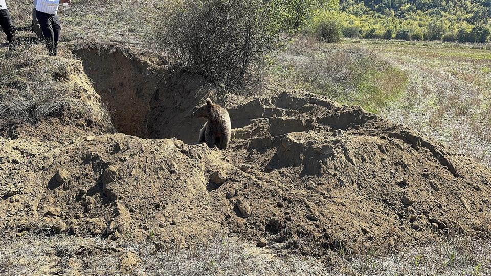 KASTAMONU'DA DEFİNECİLERİN KAZDIĞI ÇUKURA DÜŞEN YAVRU AYI KURTARILDI