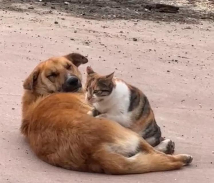 Kedi ile köpeğin sevimli dostluğu