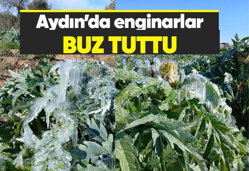 Aydın'da enginarlar buz tuttu