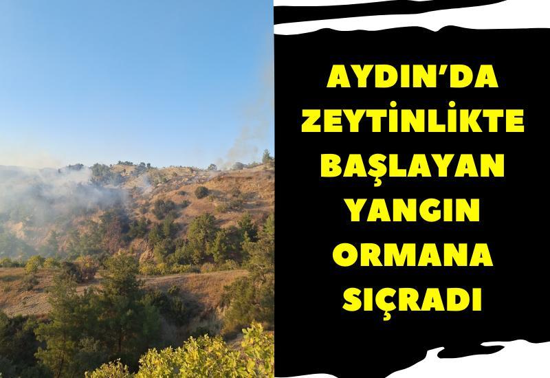 Aydın'da zeytinlikte başlayan yangın ormana sıçradı