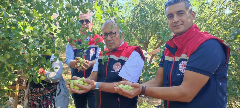 Aydın’da “Ölümsüzlük Meyvesi” hasadı başladı