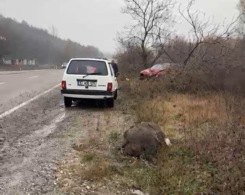 Otomobil domuza çarptı, sürücü yaralandı