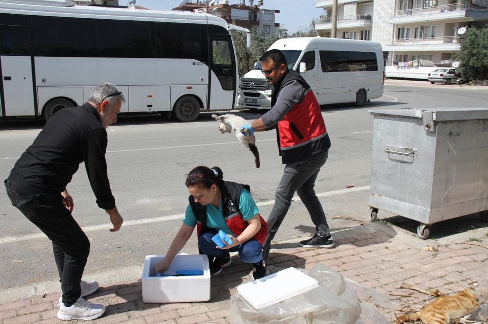 SERİK'TE ÇOK SAYIDA ÖLÜ KEDİ BULUNDU