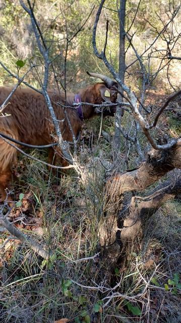 MENTEŞE'DE KAYALIKLARDA MAHSUR KALAN KEÇİ EKİPLER TARAFINDAN KURTARILDI