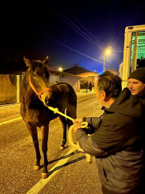 MİLYONLUK YARIŞ ATLARINI TAŞIYAN TIR, ÇEKİCİ İLE ÇARPIŞTI