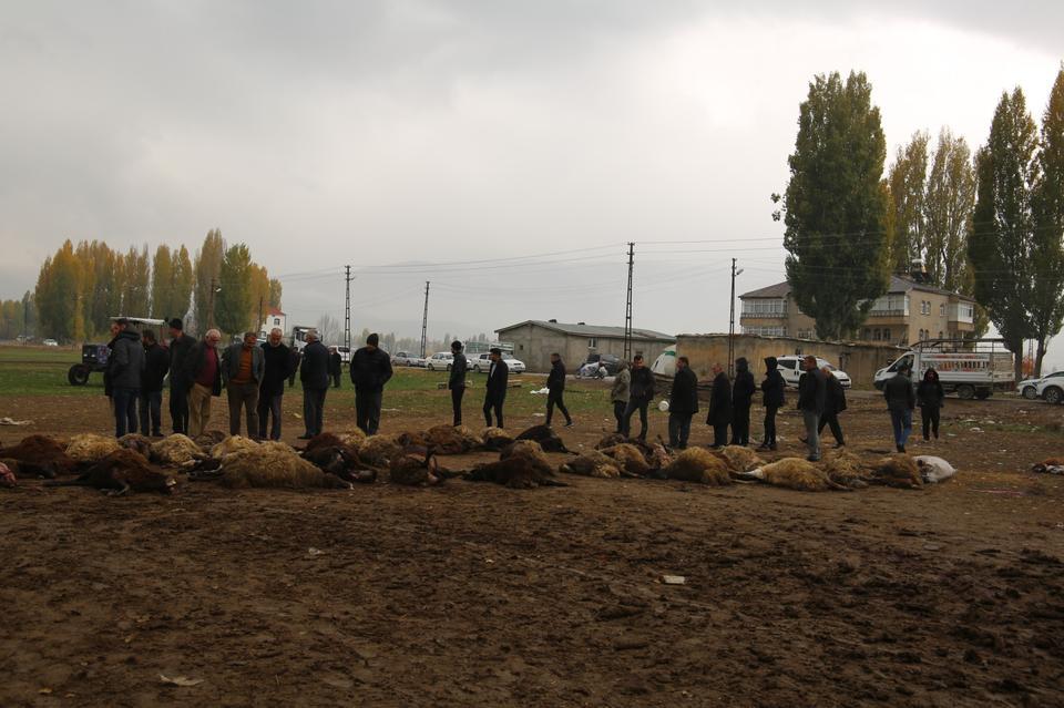 MUŞ'TA KURTLAR KOYUN SÜRÜSÜNÜ TELEF ETTİ