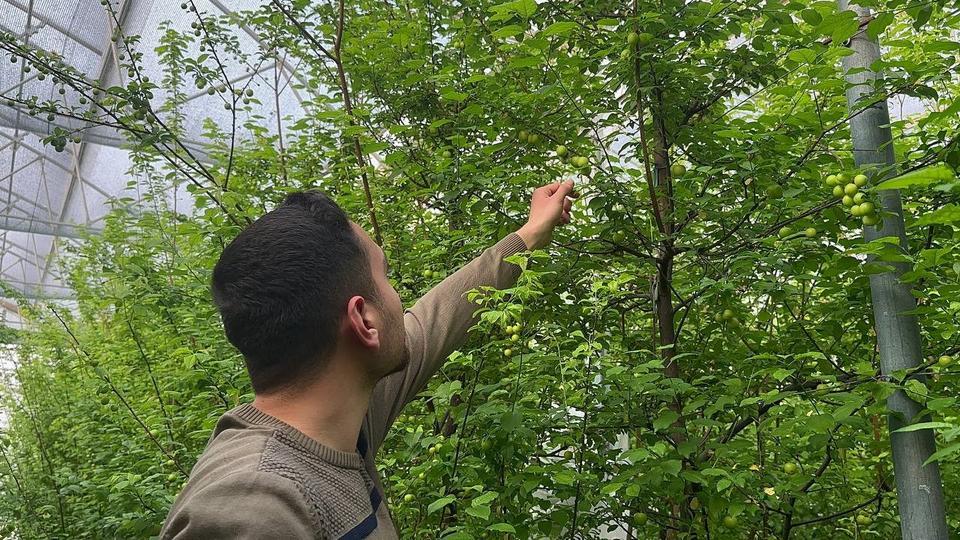 (ÖZEL) ERİĞİN İLK HASADINI YAPTILAR...FİYATI ALTINLA YARIŞIYOR ORTA DOĞU'NUN GÖZÜ BU ERİKTE KİLOGRAMI 3 BİN 500 LİRA, TANESİ 100 LİRADAN SATILIYOR