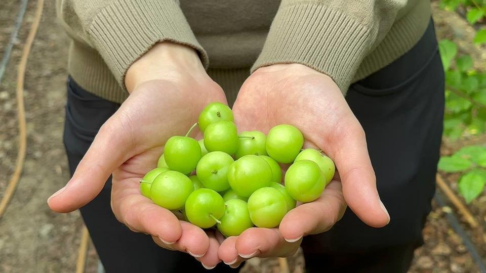 (ÖZEL) ERİĞİN İLK HASADINI YAPTILAR...FİYATI ALTINLA YARIŞIYOR ORTA DOĞU'NUN GÖZÜ BU ERİKTE KİLOGRAMI 3 BİN 500 LİRA, TANESİ 100 LİRADAN SATILIYOR