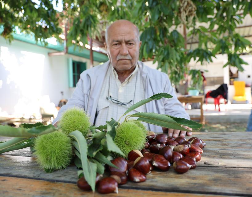 AYDIN DAĞLARINDA KESTANE HASADI TELAŞI BAŞLADI YÜKSEK REKOLTE YÜZ GÜLDÜRÜRKEN FİYATLARDAKİ BELİRSİZLİK DÜŞÜNDÜRÜYOR