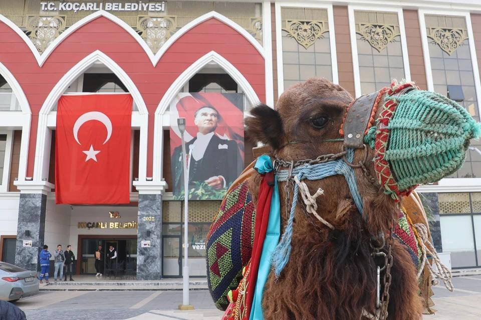 KOÇARLI'DA DEVE GÜREŞİ HAZIRLIKLARI TAMAMLANDI