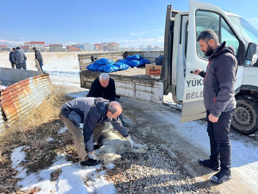 Minik Eslem’in ölümünden sonra köpekler toplanmaya başlandı