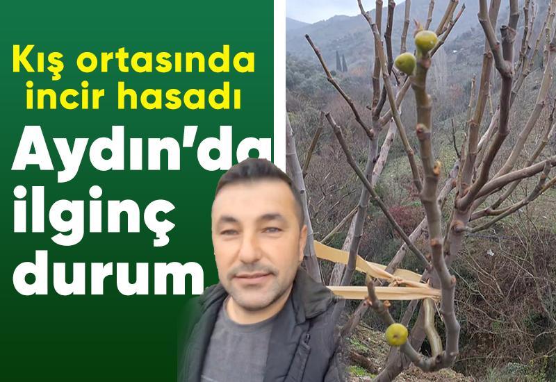 Kış ortasında incir hasadı… Aydın’da ilginç durum