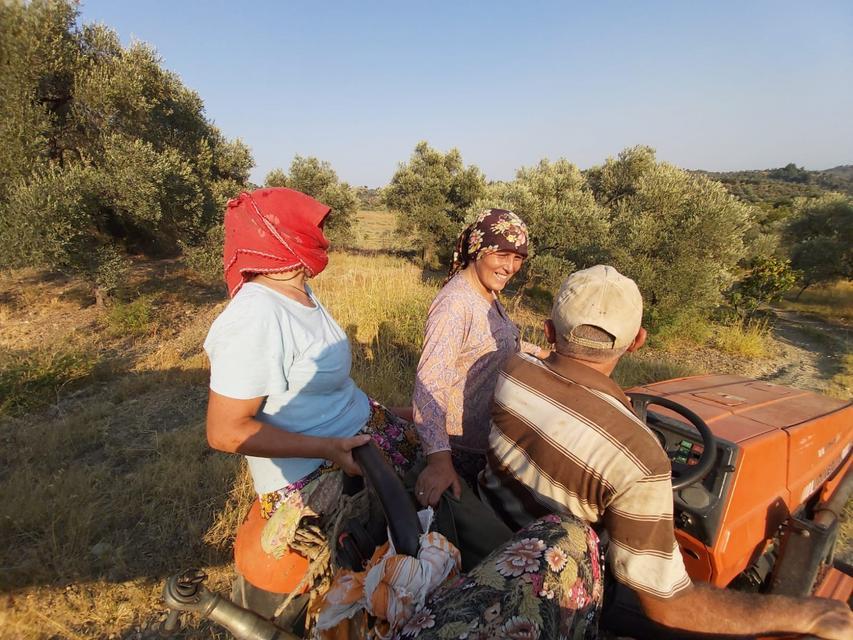 KURAKLIĞA RAĞMEN GERMENCİK İNCİRİ KALİTESİYLE GÖZ DOLDURUYOR