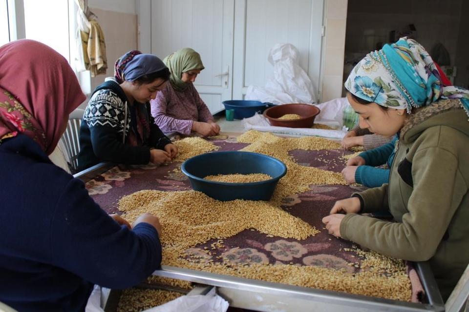 AYDIN'DA ÇAM FISTIĞI MESAİSİ BAŞLADI ÖZEL EĞİTİMLİ KOZALAK DÜŞÜRÜCÜLERİNİN METRELERCE YÜKSEKTEKİ ÇALIŞMALARI GÖRENLERİ HAYRETE DÜŞÜRÜYOR