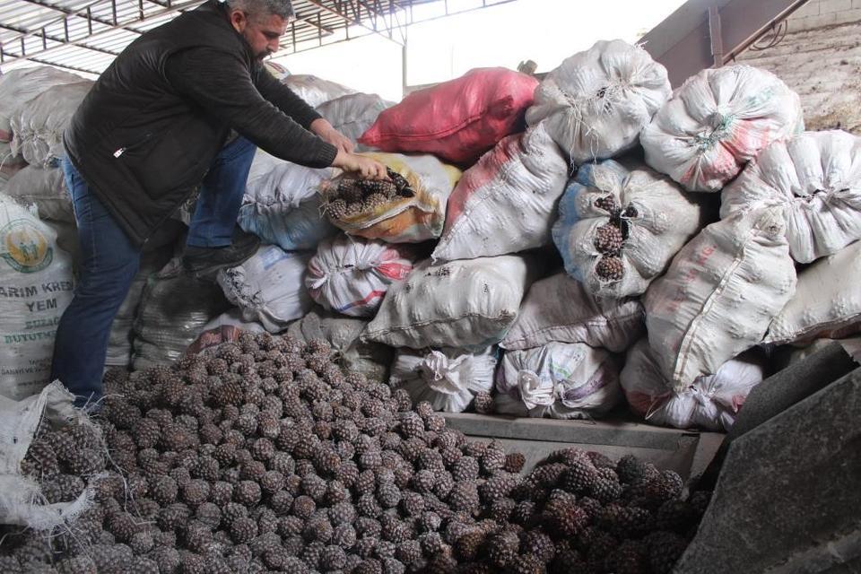 AYDIN'DA ÇAM FISTIĞI MESAİSİ BAŞLADI ÖZEL EĞİTİMLİ KOZALAK DÜŞÜRÜCÜLERİNİN METRELERCE YÜKSEKTEKİ ÇALIŞMALARI GÖRENLERİ HAYRETE DÜŞÜRÜYOR