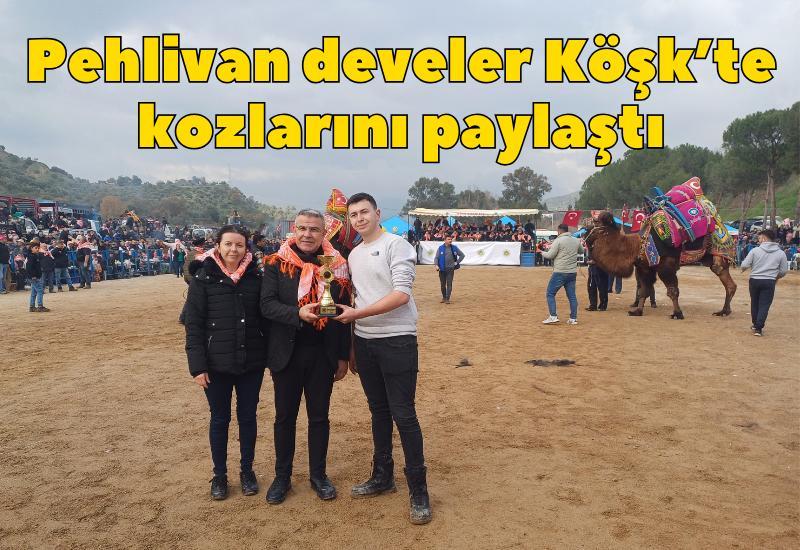 Pehlivan develer Köşk'te kozlarını paylaştı