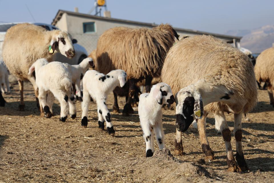 Yeni yılın kuzuları dünyaya geldi