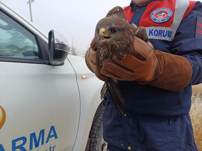 Yaralı kızıl şahin koruma altına alındı