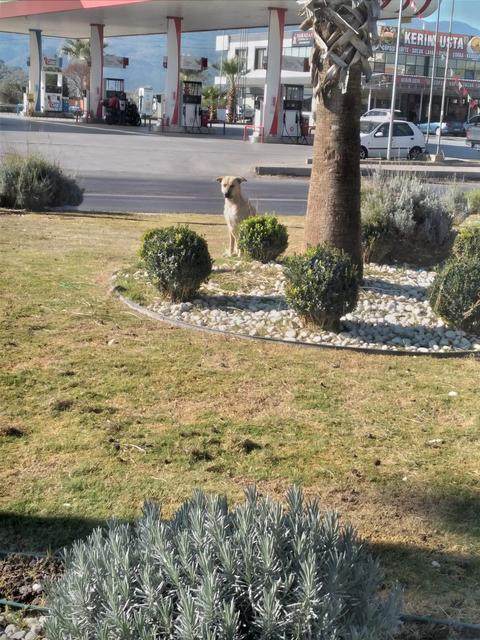 GERMENCİK'TE YAŞLI ADAMA KÖPEKLER SALDIRDI