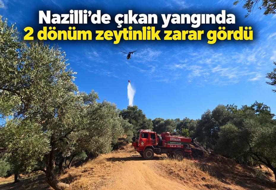 Nazilli’de çıkan yangında 2 dönüm zeytinlik zarar gördü