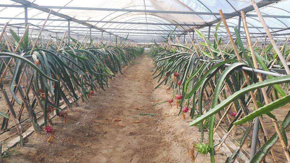 KÜRESEL ISINMA AYDIN'DA FIRSATA DÖNÜŞÜYOR KAYMAKAM GİTTİ PROJESİ TÜM İLE YAYILMAYA BAŞLADI