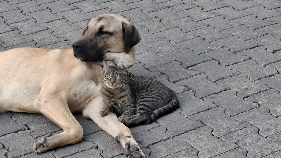 KEDİ İLE KÖPEĞİN KISKANDIRAN DOSTLUĞU