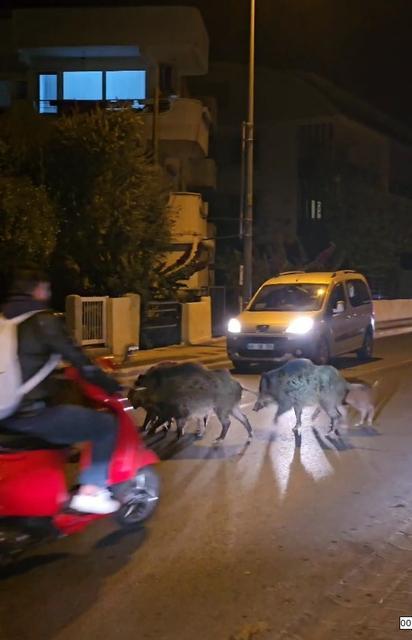 MARMARİS'TE YABAN DOMUZLARI, CADDE VE SOKAKLARI İSTİLA ETMEYE BAŞLADI ÇAREYİ KORNA BASMAKTA BULAN ARAÇ SÜRÜCÜLERİNİN ÇABASI BOŞA ÇIKTI