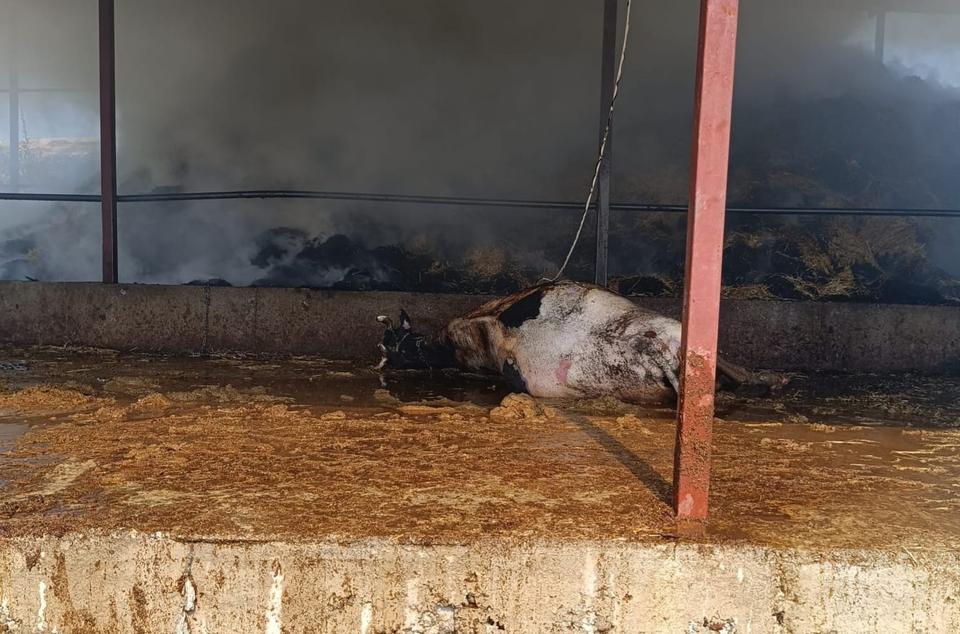 AHIRDA ÇIKAN YANGINDA 2 İNEK TELEF OLDU