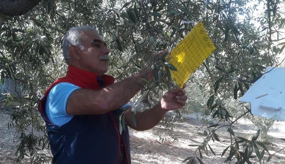 Söke'de zeytin sineği tuzağı kontrolleri devam ediyor