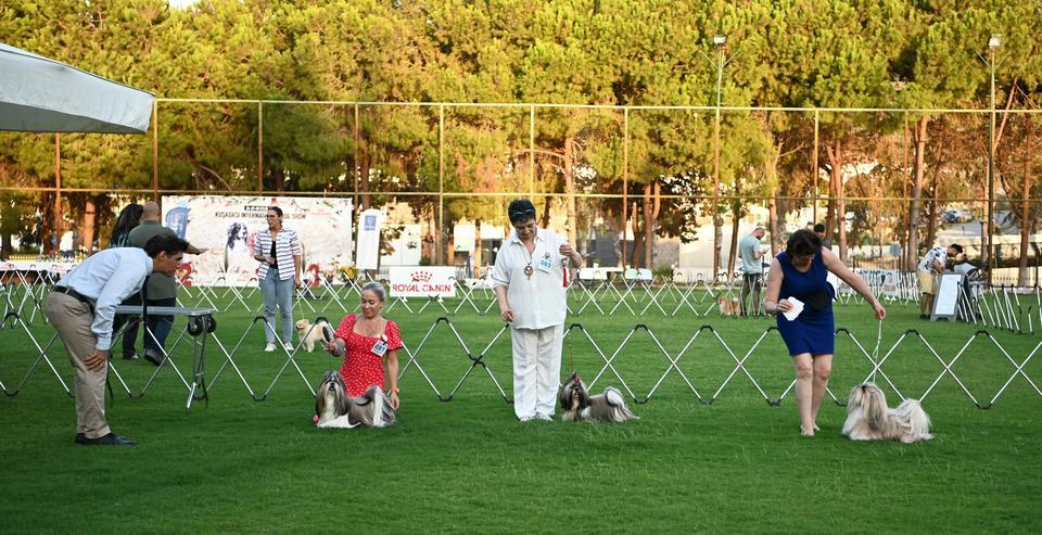 YARIŞMAYA KATILAN KÖPEKLER DİKKAT ÇEKTİ DURUŞLARI, YÜRÜYÜŞLERİ VE SÜSLERİYLE GÖRENLERİ KENDİLERİNE HAYRAN BIRAKTILAR