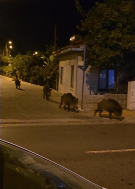 MARMARİS'TE YABAN DOMUZLARI, CADDE VE SOKAKLARI İSTİLA ETMEYE BAŞLADI ÇAREYİ KORNA BASMAKTA BULAN ARAÇ SÜRÜCÜLERİNİN ÇABASI BOŞA ÇIKTI