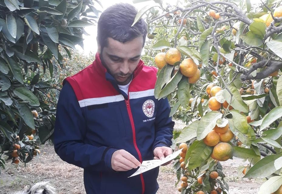 Aydın’da narenciye bahçelerinde zararlı kontrolleri sürüyor