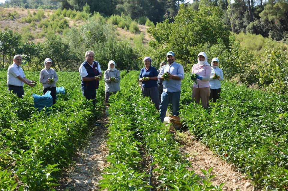 BOZDOĞAN'DA TURŞULUK KARDOLUA BİBER ÇEŞİDİNİN İLK HASADI YAPILDI