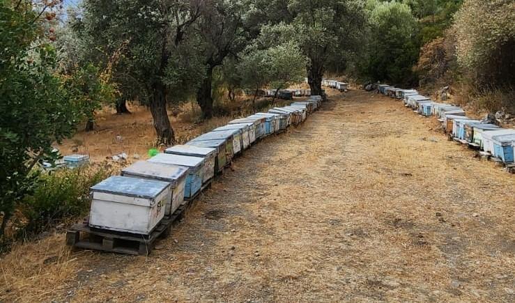 SÖKE'DE ARICILIK DESTEKLEMELERİ İÇİN KOVAN TESPİT ÇALIŞMALARI DEVAM EDİYOR