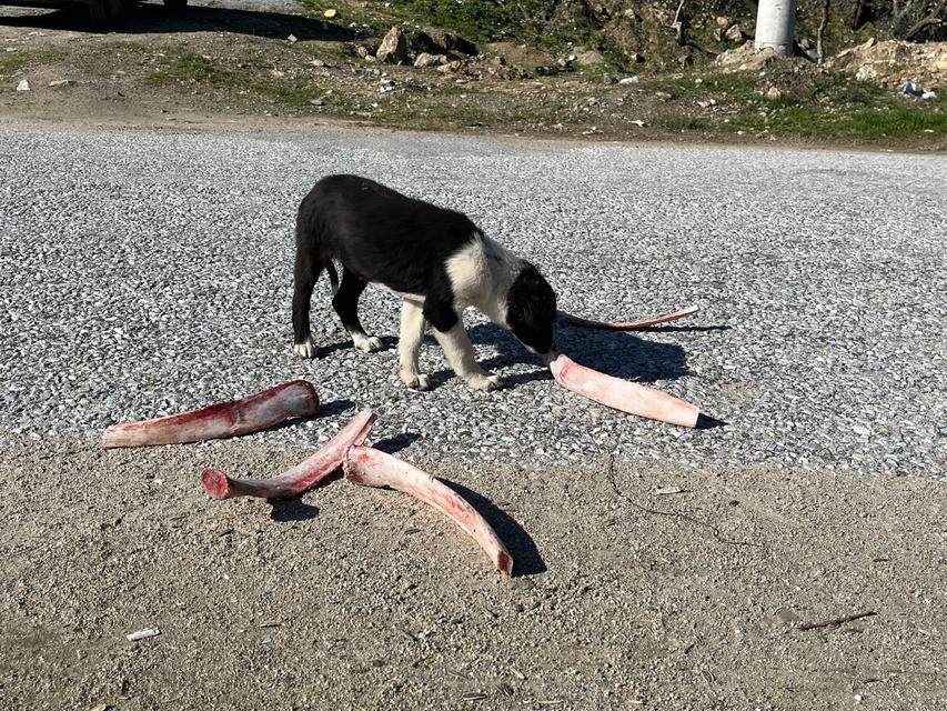 SOKAK HAYVANLARI İÇİN YOLLARA BIRAKILAN YİYECEKLER SAĞLIĞI TEHDİT EDİYOR