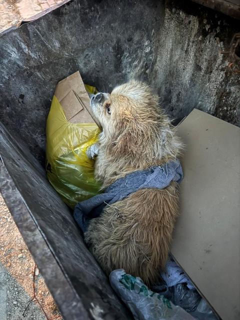 KADININ İPLE AYAKLARINI BAĞLADIĞI KÖPEĞİ ÇÖPE ATTIĞI ANLAR GÜVENLİK KAMERASINA YANSIDI