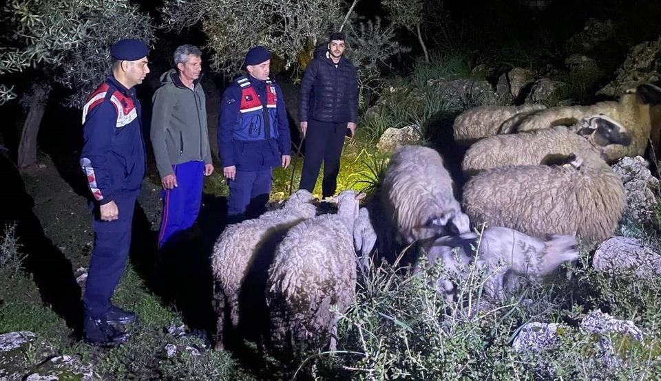 Jandarma, kaybolan hayvanları buldu