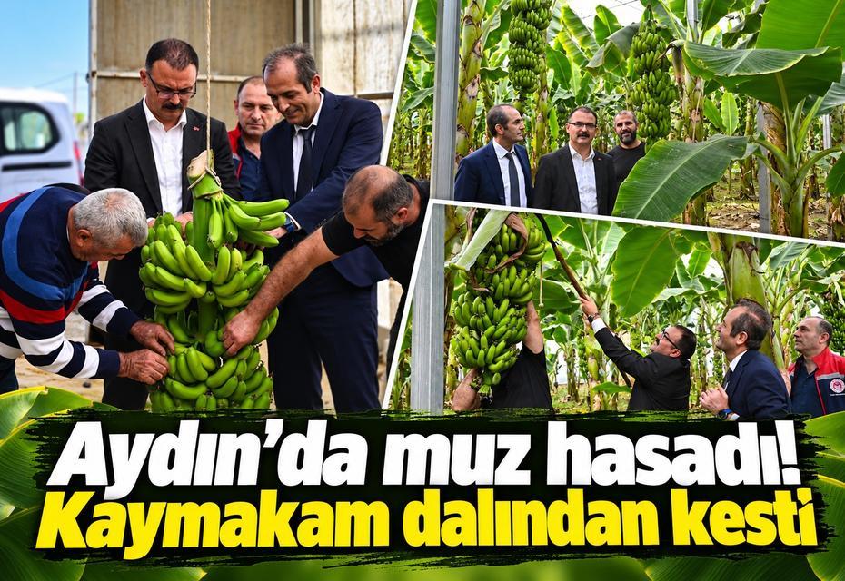 Aydın’da muz hasadı! Kaymakam dalından kesti