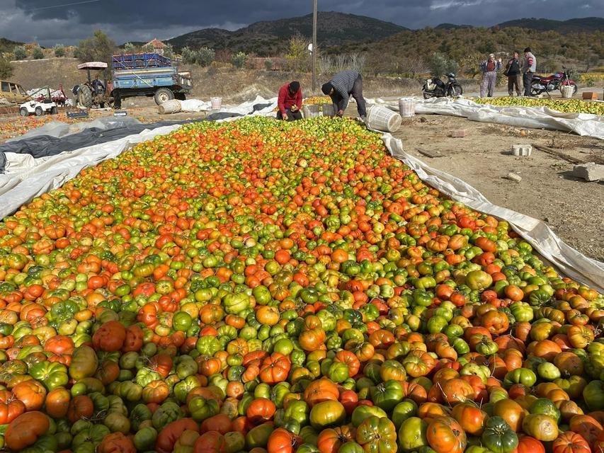 YEŞİLKEN TOPLANIYOR, RENK ALINCA SATIŞA SUNULUYOR ARAZİ ŞARTLARI VE İKLİMDEN DOLAYI ERKEN TOPLANAN DOMATESLER NAYLON ALTINDA OLGUNLAŞTIRILIYOR