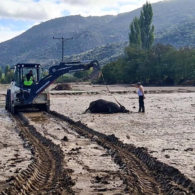 SÖKE'DE SEL FELAKETİNİN TARIMSAL ÜRETİMDEKİ ZARARLARI DA ORTAYA ÇIKIYOR TELEF OLAN HAYVANLARIN GÖMÜLME İŞLEMLERİ YAPILDI