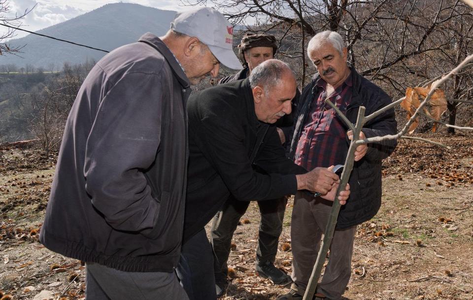 İZMİR'DE KESTANE KANSERİ İLE MÜCADELE SÜRÜYOR