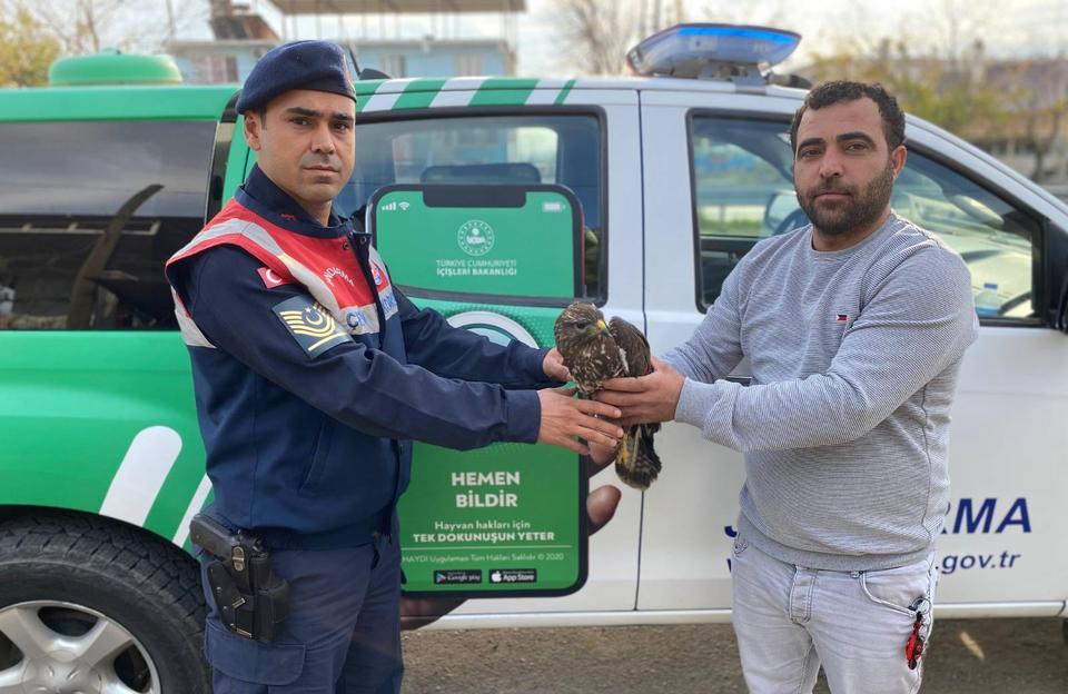 Aydın’da yaralı kızıl şahin tedavi altına alındı