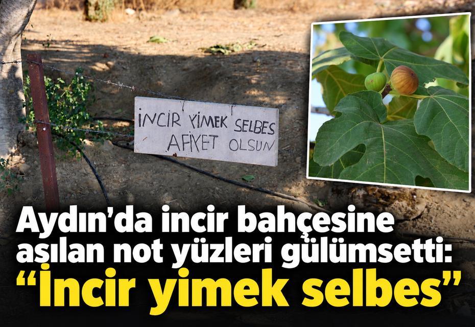 Aydın'da incir bahçesine asılan not yüzleri gülümsetti: "İncir yimek selbes"