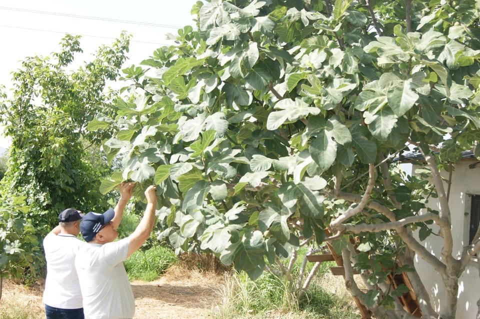 Kuyucak'ta incir bahçelerinde hastalık ve zararlı kontrolü yapıldı
