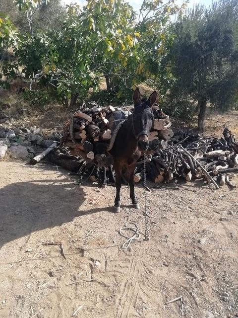 AYDIN'DA GELENEKSEL KIŞ HAZIRLIKLARI BAŞLADI KIRSAL KESİMLERDE YAŞAYANLAR KATIRLARLA TAŞIDIKLARI ODUNLA ISINMAYA DEVAM EDİYOR